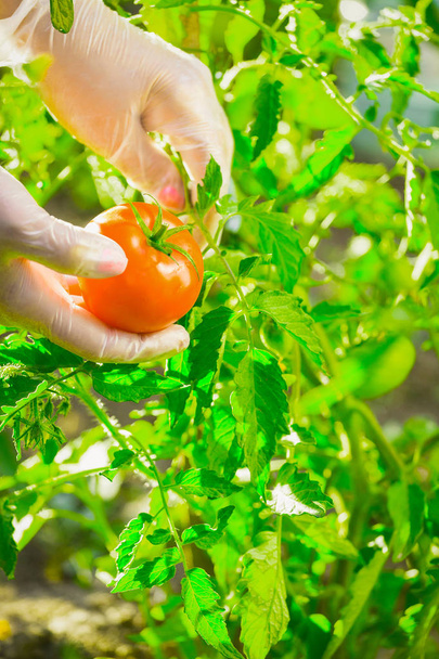 Nahaufnahme einer Bäuerin, die auf einem Feld eine reife Tomate von einem Busch reißt. - Foto, Bild