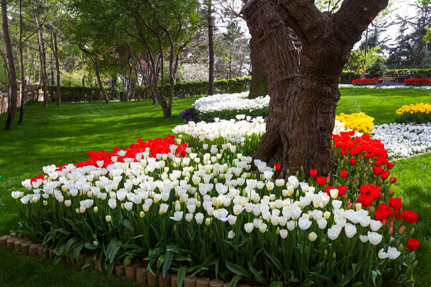 Tulipanes multicolores florecieron en primavera en Turquía
 - Foto, imagen