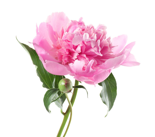 Beautiful pink peony flower  - Photo, Image