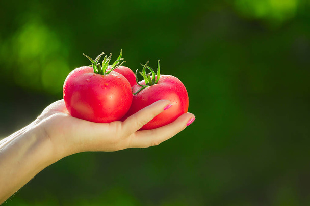 Detail farmáře ruky držící tři červené zralých rajčat na pozadí rozmazané zelení. - Fotografie, Obrázek