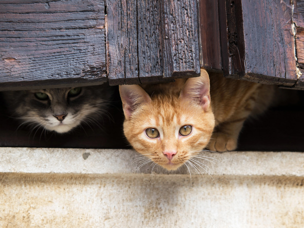 gatos en la ventana
 - Foto, Imagen