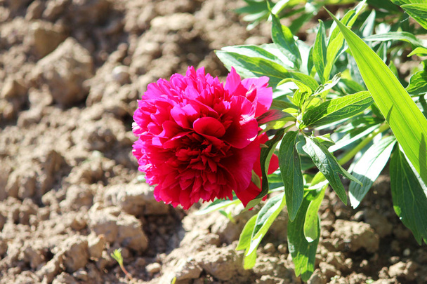 Světlé růžová Pivoňka roste dům ve městě květinové zahrady v létě - Fotografie, Obrázek
