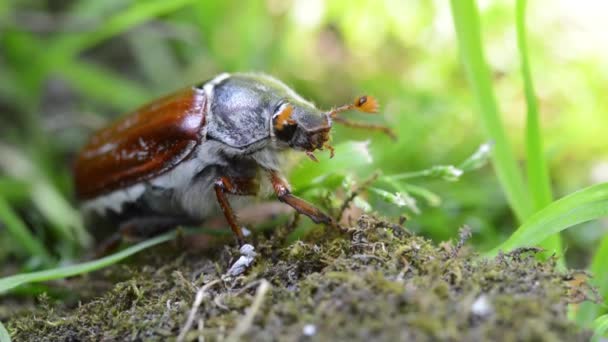 Close up of Common Cockchafer, May Bug pest. - Footage, Video