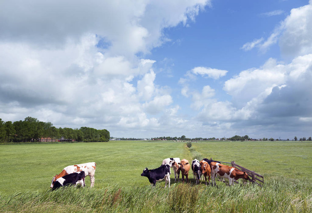 black and red white young cows in meadow in dutch province of fr - Photo, Image
