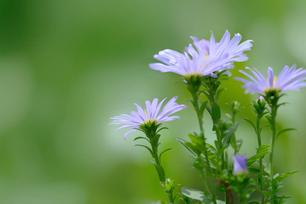 Purple flower as background - Photo, Image