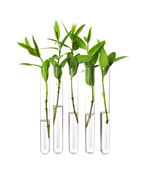 Plant in glass tubes  - Фото, зображення
