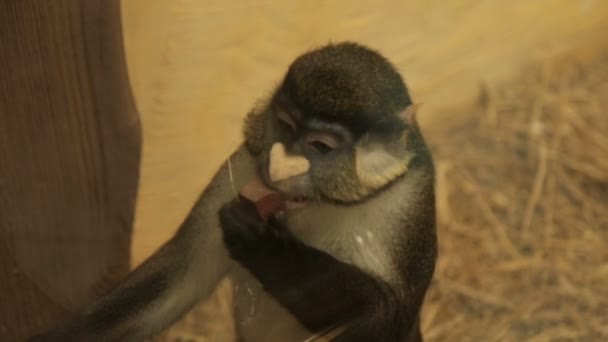 Big white-nosed monkey - Felvétel, videó