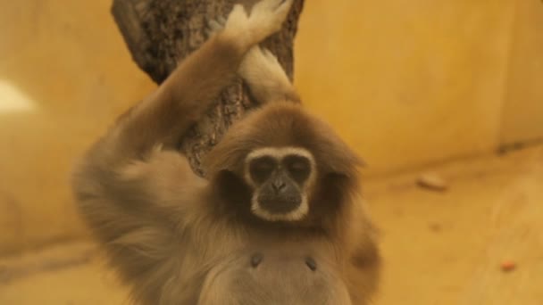 Sad monkey in the zoo - Video