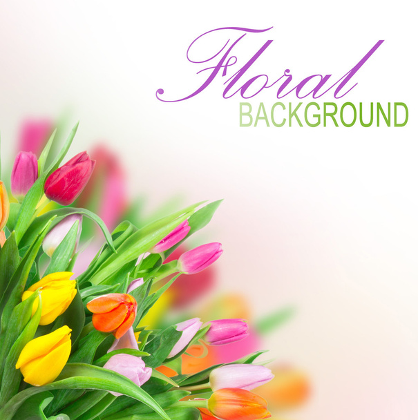Floral background - Фото, зображення