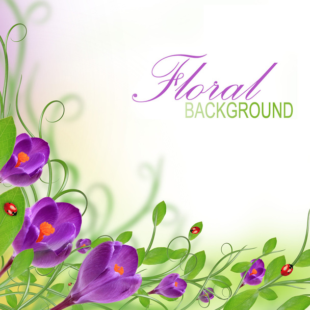 Floral background - Photo, Image