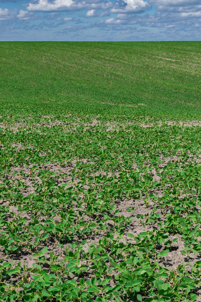 Соєвої поля в літо - Фото, зображення