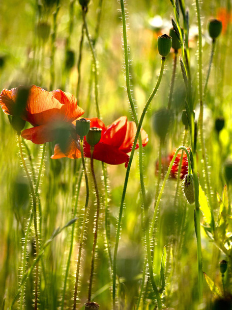 Kvetoucí maková pole v louce - Fotografie, Obrázek