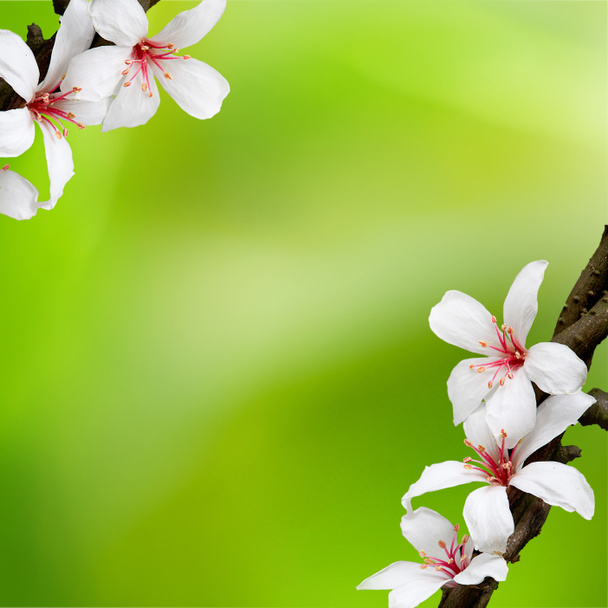 Красивые цветы тунга
 - Фото, изображение