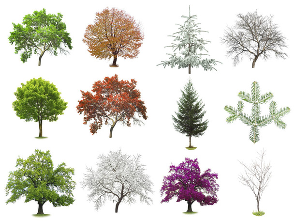 set of trees isolated on white   - Фото, изображение