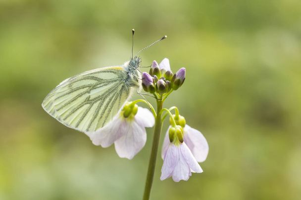 Зеленожильный белый (Pieris napi) бабочка отдыхает и кормит n
 - Фото, изображение