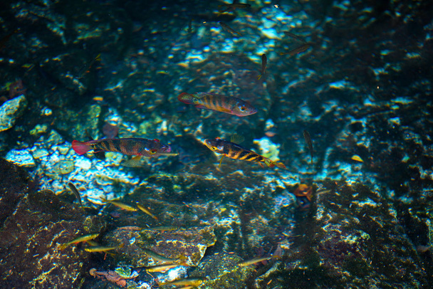 Cenote Dos Ojos - Foto, imagen