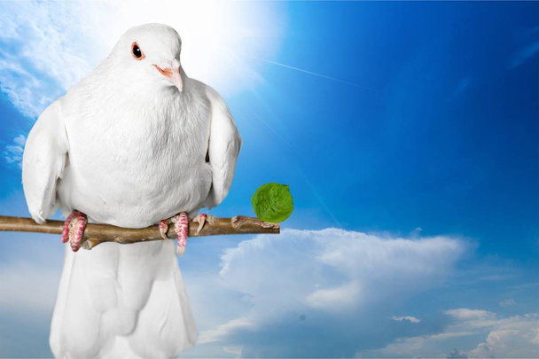 Белый голубь сидит
 - Фото, изображение
