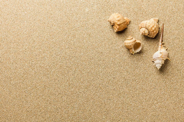 Sea shells on sandy beach  - Foto, Imagen