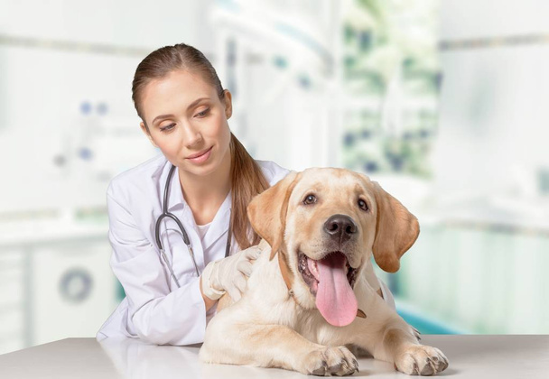 beautiful young veterinarian with dog  - Foto, imagen