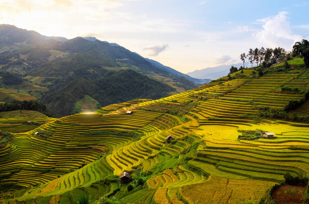 green rice fields  - Photo, Image