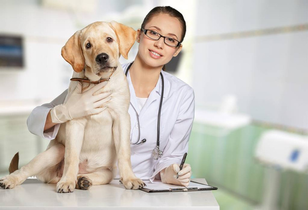  female doctor with dog patient - Foto, Imagen