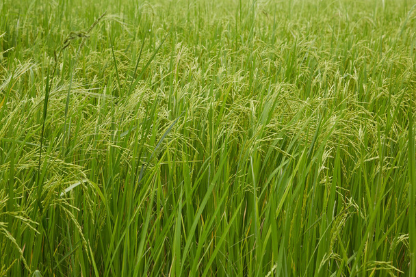 Жасмин рисовое поле
 - Фото, изображение