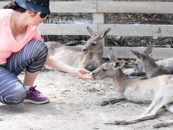 Une jeune femme nourrit un kangourou au zoo australien Gan Guru à
  - Photo, image