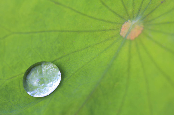 Green lotus leaf - Foto, Imagen
