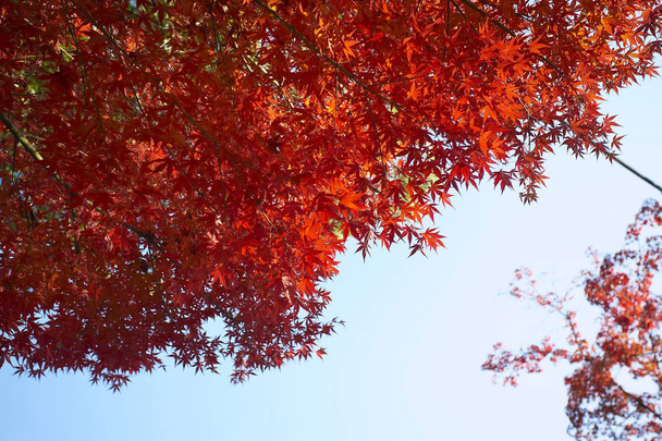 podzim javory - Fotografie, Obrázek