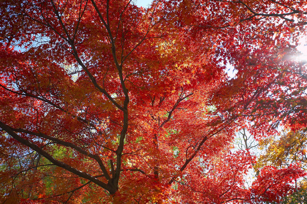 podzim javory - Fotografie, Obrázek