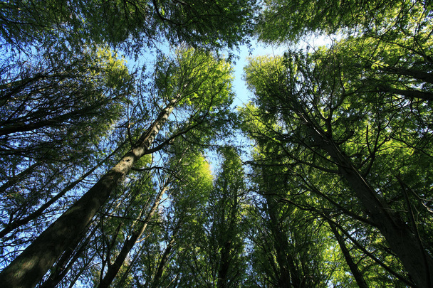 High trees in forest - Valokuva, kuva