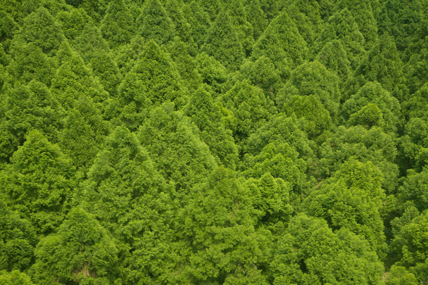 Many green trees  - Φωτογραφία, εικόνα