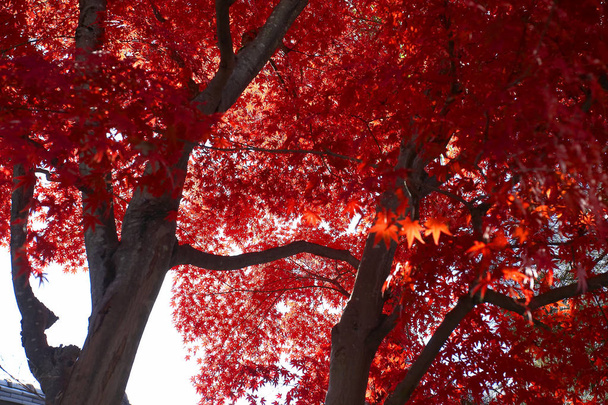 herfst maple bomen - Foto, afbeelding