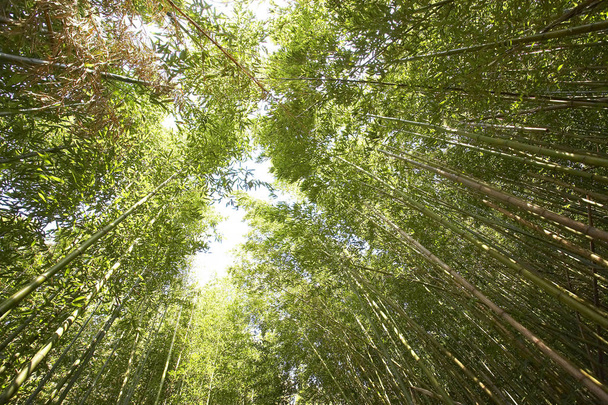 bamboo grove with high trees - Fotoğraf, Görsel