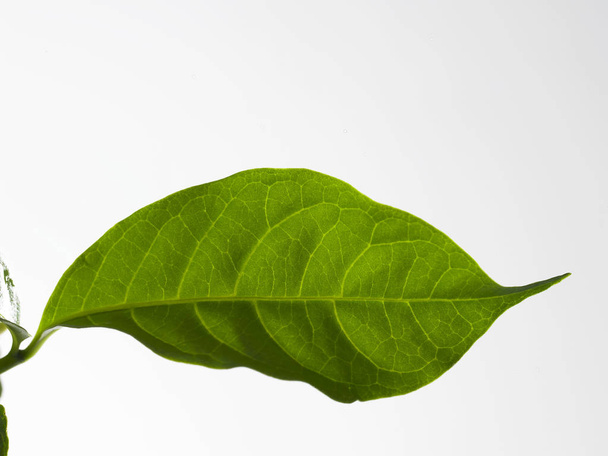 Natural green leaf  - Zdjęcie, obraz