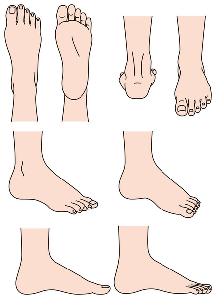 La forma del pie
 - Vector, imagen