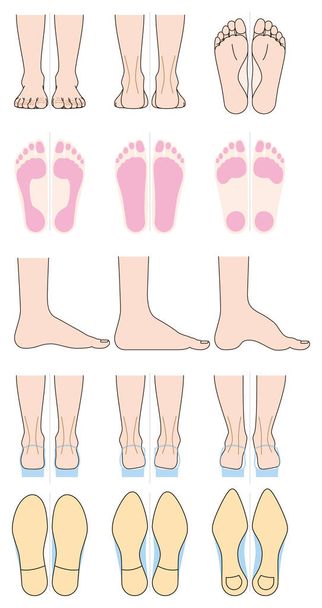 Forma del pie y zapatos
 - Vector, imagen