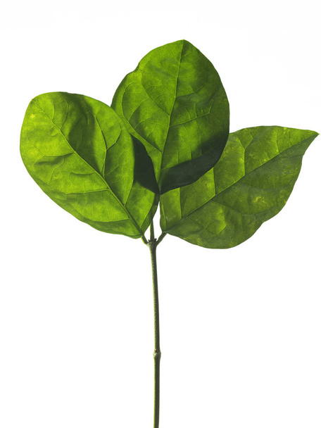 Green leaves on white - Foto, Imagen