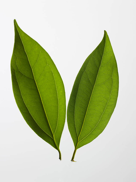 Green leaves on white - Фото, изображение