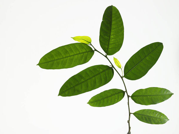 Branch with green leaves - Фото, зображення