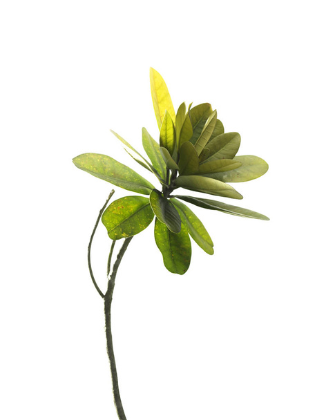 Green leaves on white background - Foto, imagen
