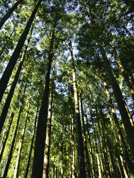 Green trees in deep forest  - Fotoğraf, Görsel