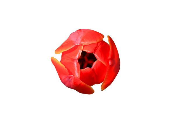 Beautiful tulip flower  - Foto, immagini