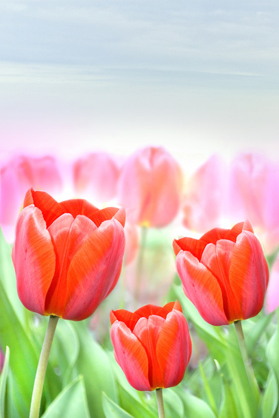 Muchos tulipanes hermosos
 - Foto, imagen