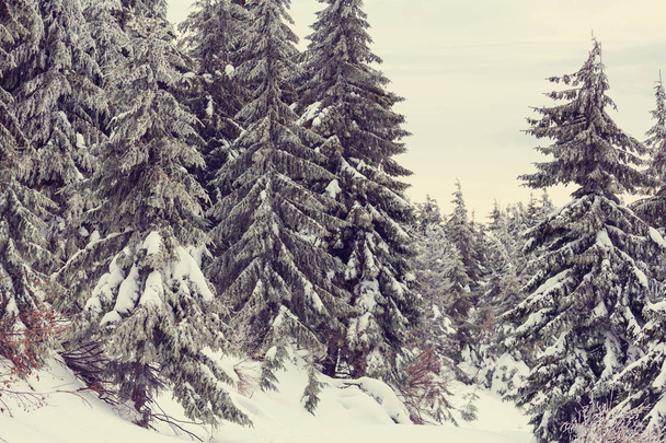 Festői hóval borított erdő  - Fotó, kép