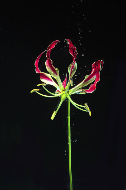Flower In The Water isolated - Zdjęcie, obraz