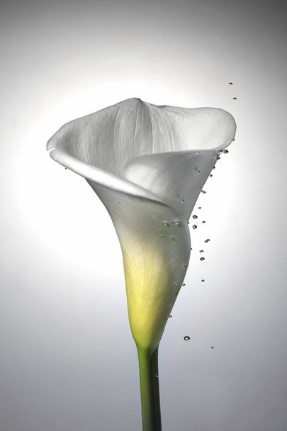 Amazing lily flower  - Foto, afbeelding