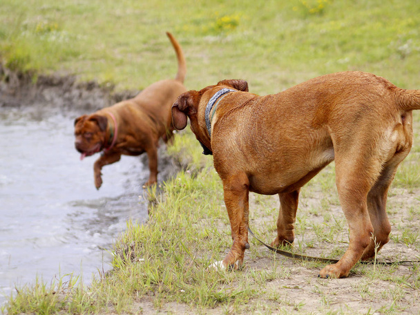 Бордо собаки - купання в озері - Фото, зображення