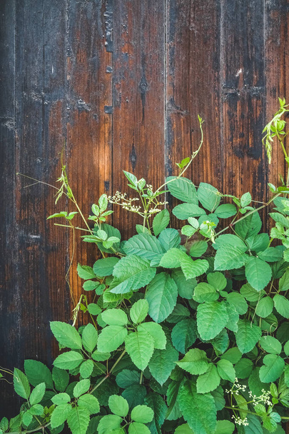 green plant on wooden door of traditional house - 写真・画像