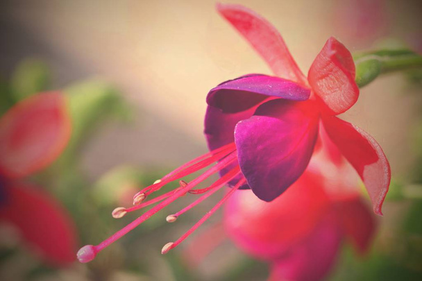 Bloem. Mooie bloeiende fuchsia. Natuurlijke kleurrijke wazig achtergrond. (Fuchsia) - Foto, afbeelding